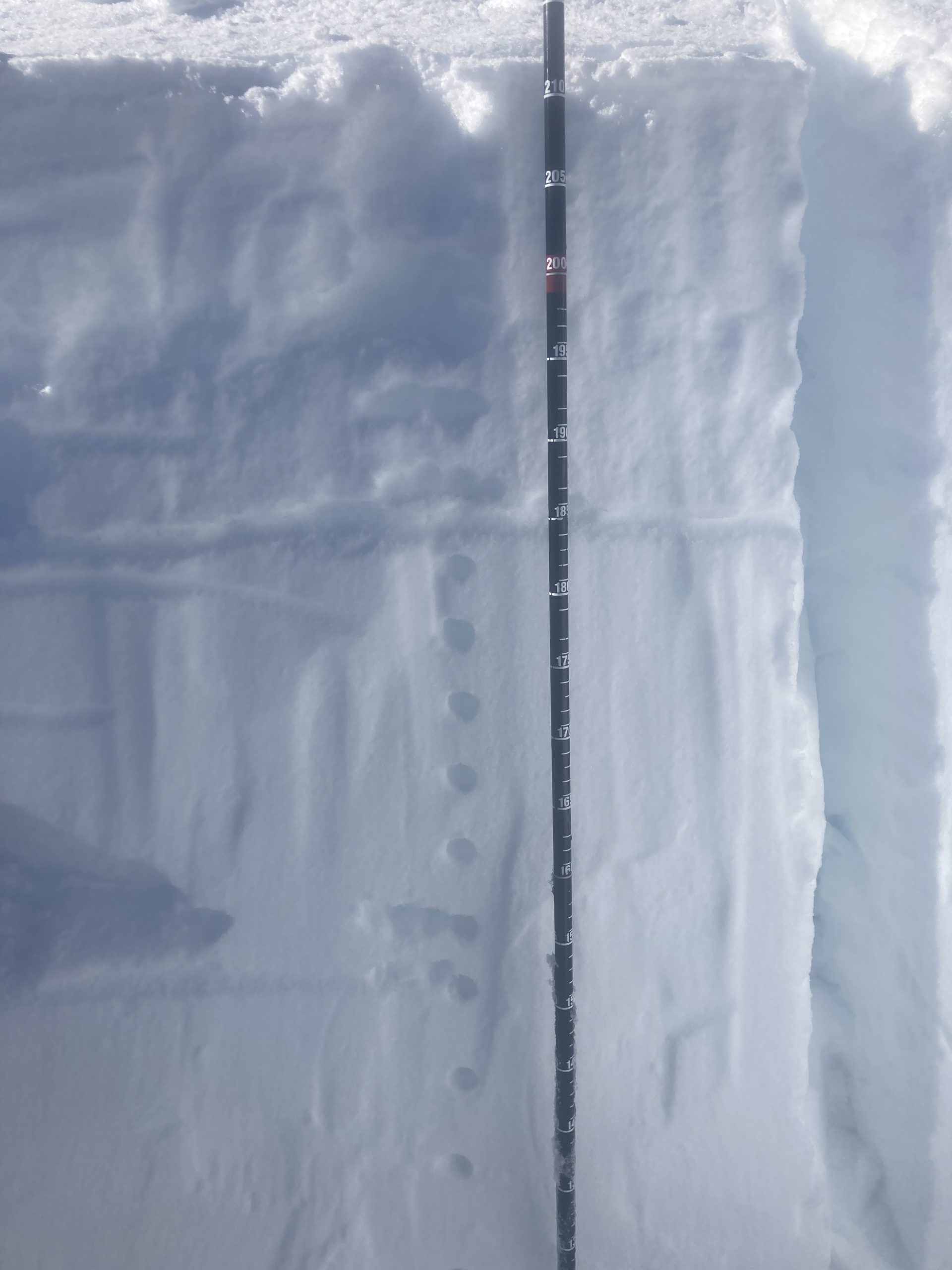 : <p>Density test showing right side up consistent snowpack. 8000’</p>
