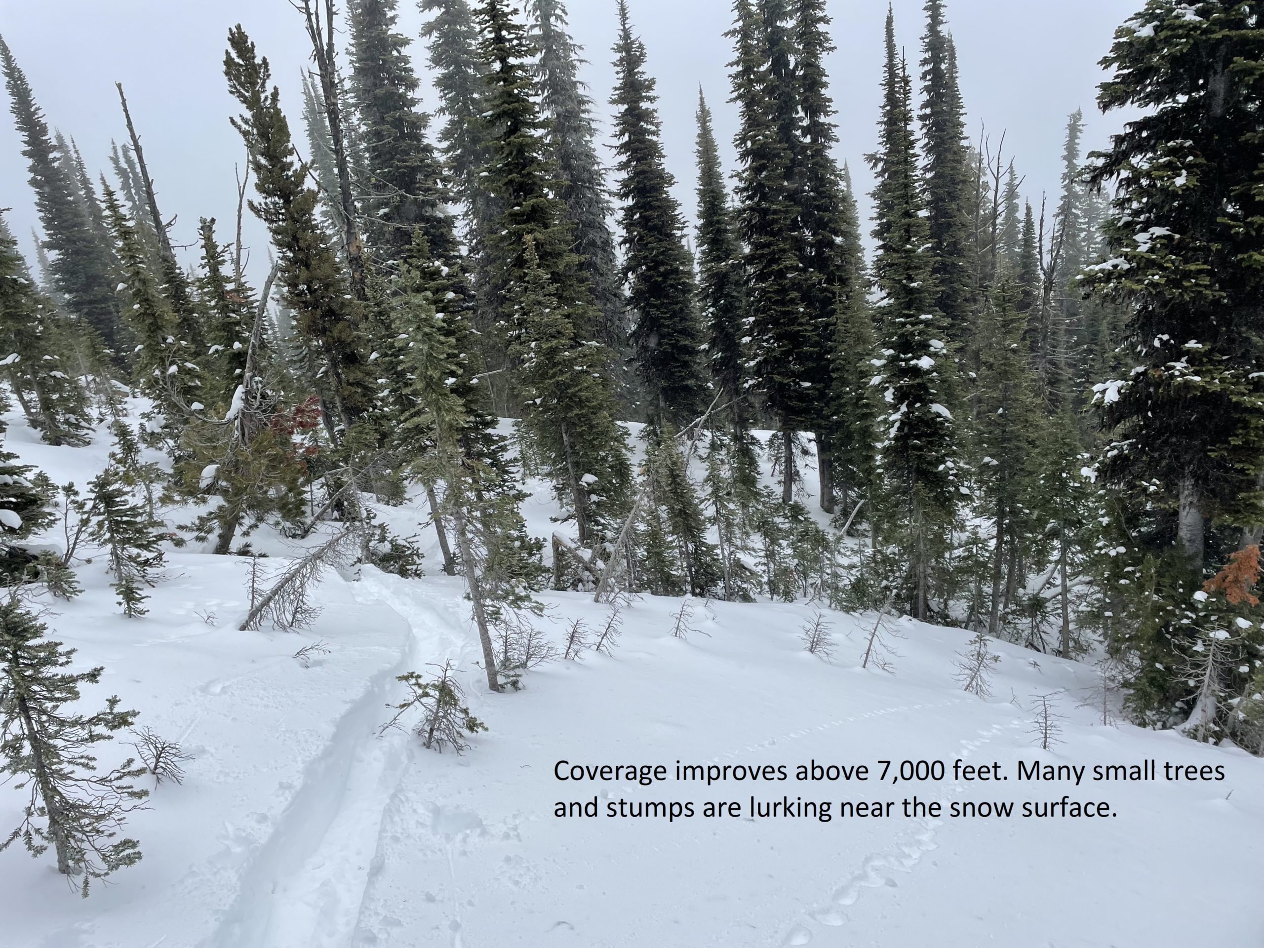 : <p>Coverage improves above 7,000 feet. However, many small trees and stumps are lurking near the snow surface. </p>
