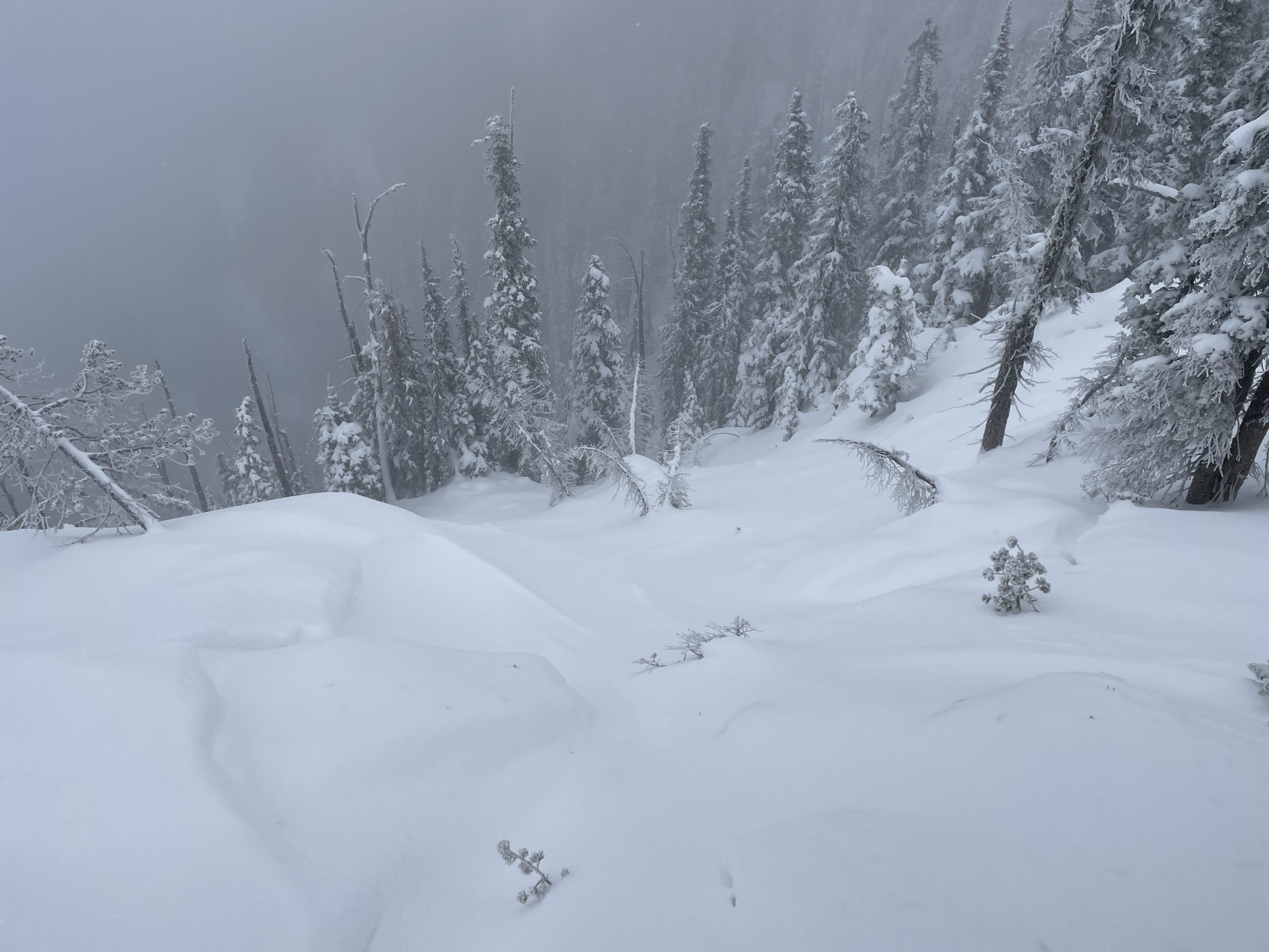 Dec 5, 2022: <p>Natural D2 persistent slab avalanche from late last week on a N aspect at 7,400 ft. </p>
